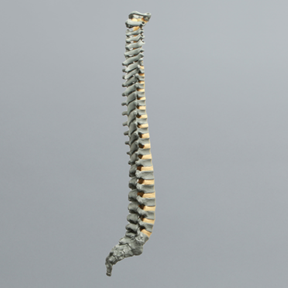 Spine, Pediatric, Full, Radiopaque