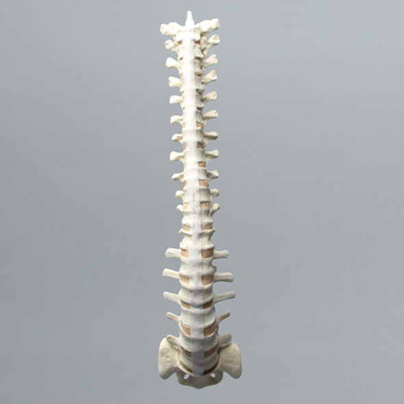 Spine, T1-Sacrum, Solid Foam