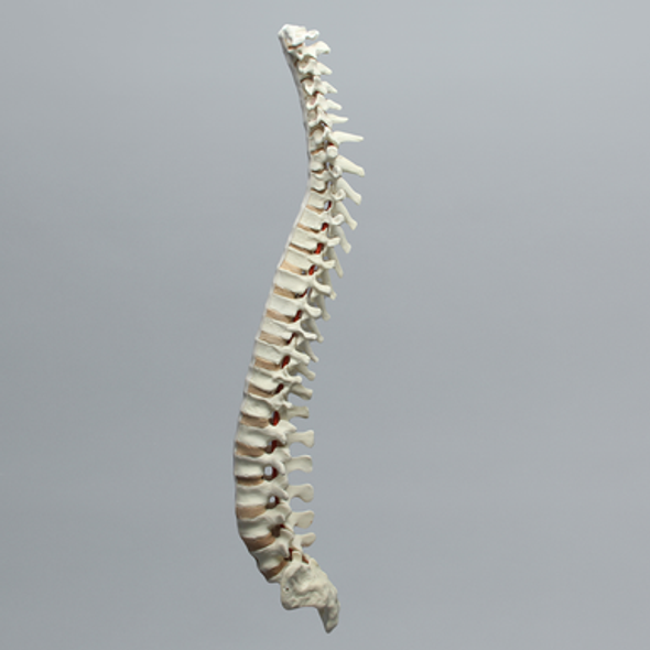 Spine, Full, Foam Cortical