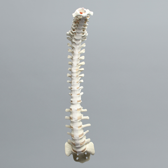 Spine, Full, Solid Foam