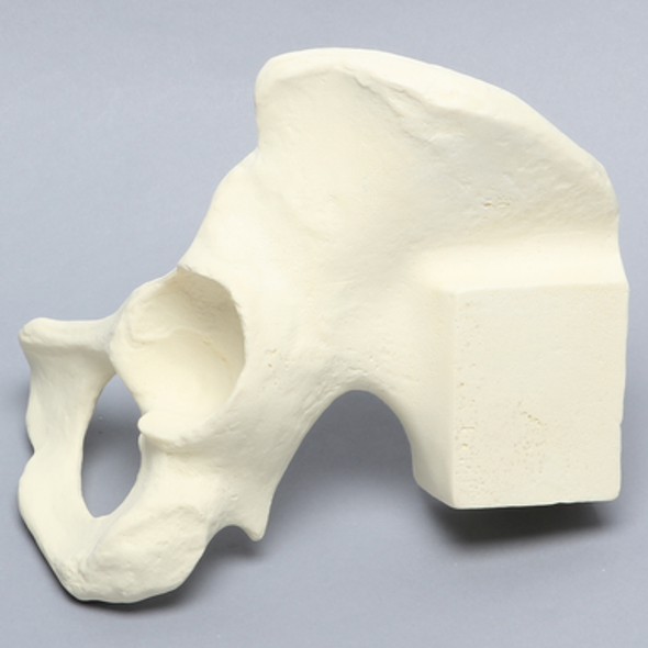 Hemi Pelvis with Vise Attachment on Iliac Crest, Solid Foam, Left