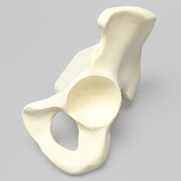 Hemi Pelvis, Light Density, Solid Foam, Left