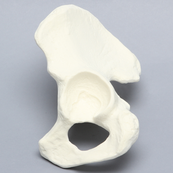 Hemi Pelvis with 54mm Acetabulum, Solid Foam, Left