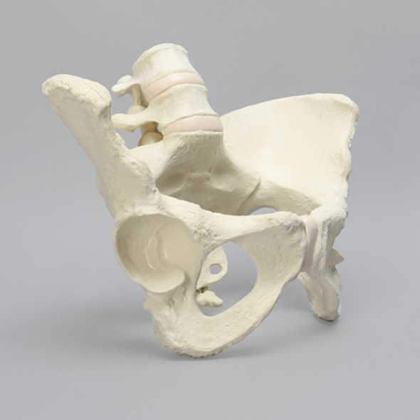 Lumbar Spine with Pelvis, Full Female, Solid Foam