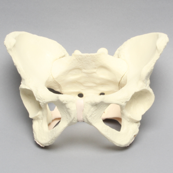 Pelvis with Ligaments, Full Female, Solid Foam