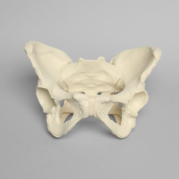 Pelvis with Ligaments, Full Female, Solid Foam