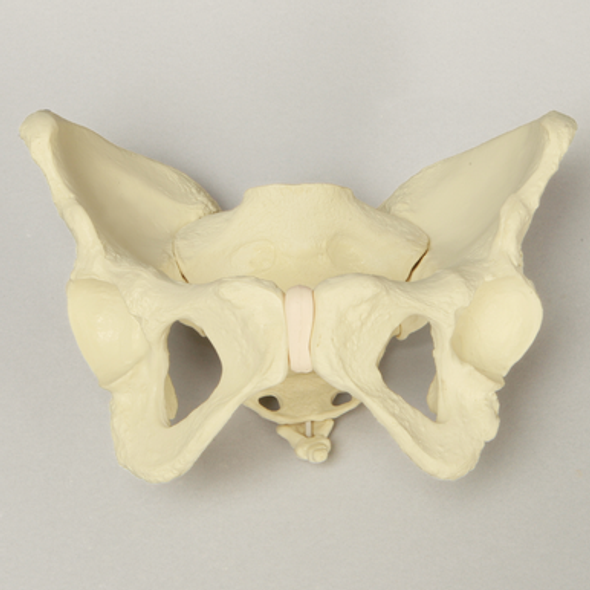 Pelvis with Movable SI Joints, Full Female, Solid Foam