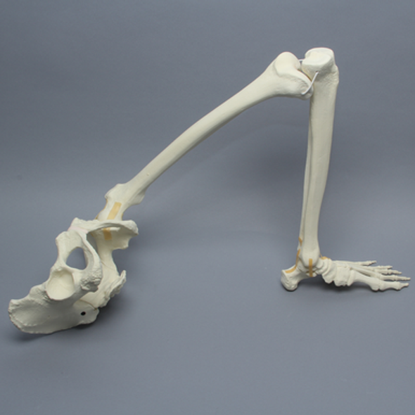 Pelvis with Leg, Full Female, Solid Foam and Foam Cortical