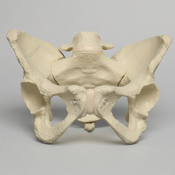 Pelvis with L5 and Movable SI Joints, Full Female, Solid Foam