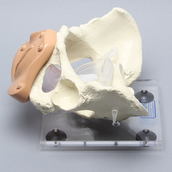 Pelvis, Full Female, Uterine Trainer