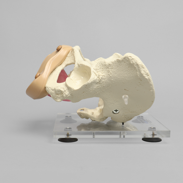 Pelvis, Full Female, Uterine Trainer