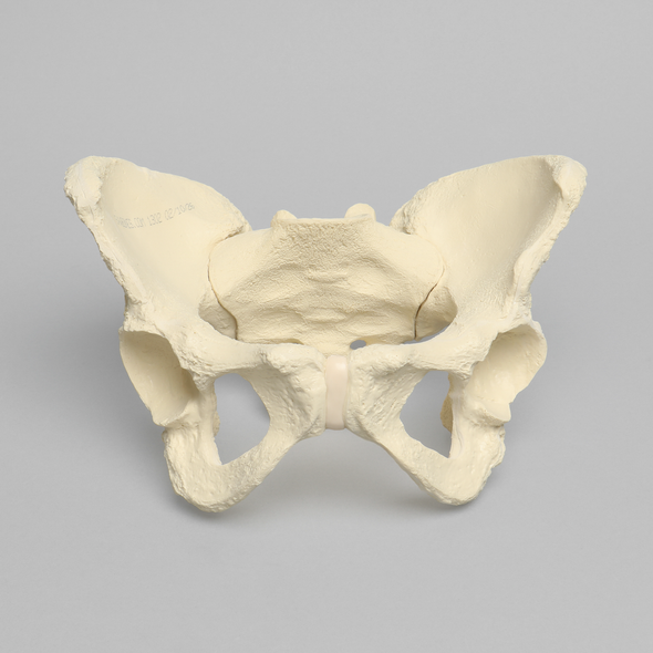 Pelvis, Full Female, Solid Foam