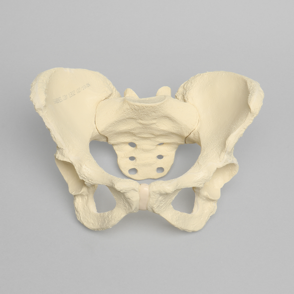 Pelvis, Full Female, Solid Foam