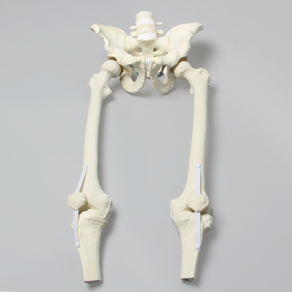 Pelvis, Full Male, with Removable Legs