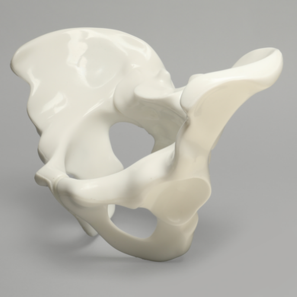 Pelvis, Full Male, for Fracture Demonstration