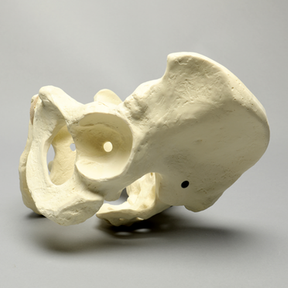 Pelvis, Large, Configured for 1660-12 Base, Solid Foam