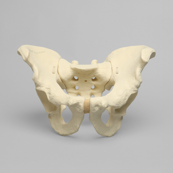 Pelvis, Large, Configured for 1660-12 Base, Solid Foam