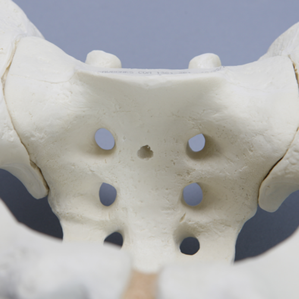 Pelvis with Modified Sacrum, Full Male, Solid Foam