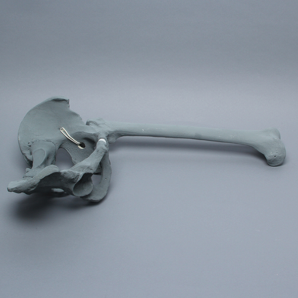 Pelvis with Removable Femur, Full Male, Radiopaque