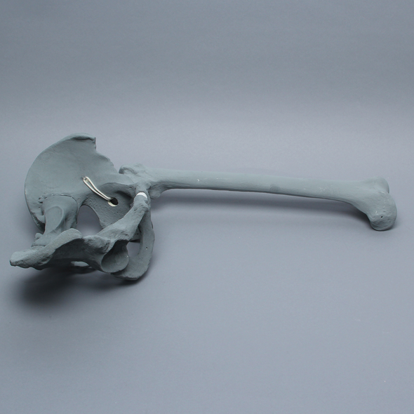 Pelvis with Removable Femur, Full Male, Radiopaque