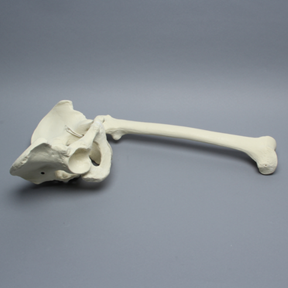 Pelvis with Removable Femur, Full Male, Foam Cortical