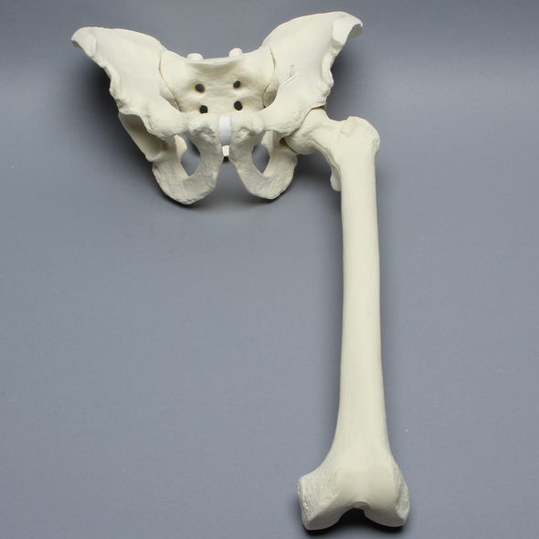 Pelvis with Removable Femur, Full Male, Foam Cortical