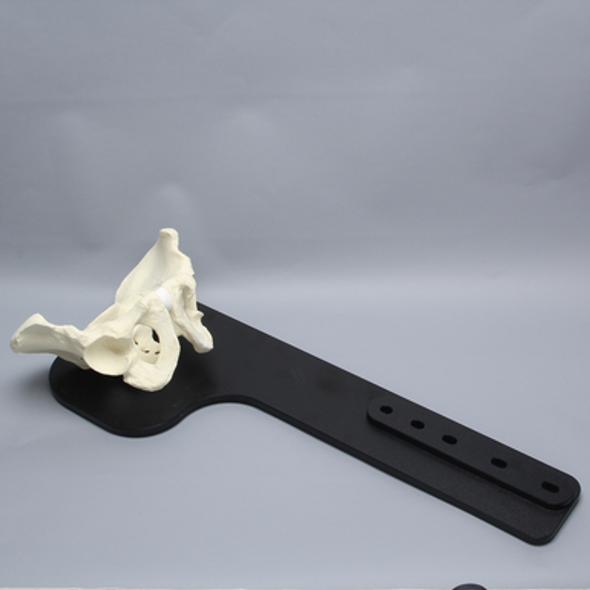 Pelvis on Stand, Full Male, Solid Foam