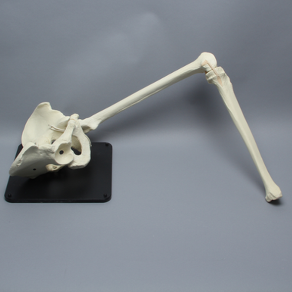 Hip Assembly with Replaceable Knee #1145-60, Male