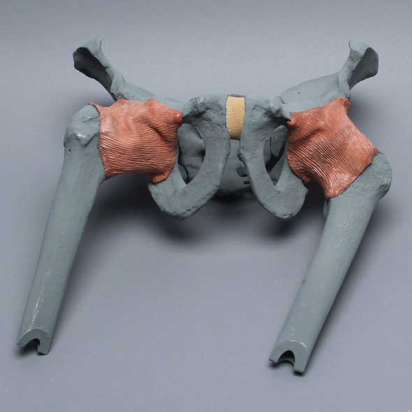 Pelvis with Proximal Femurs, Full Male, Radiopaque