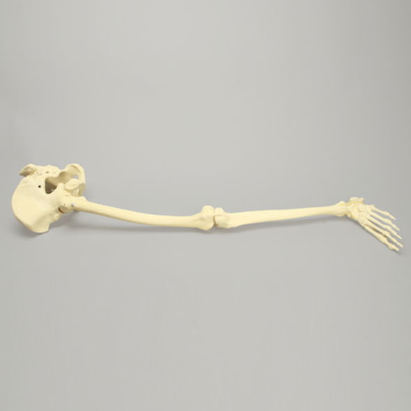 Hip Assembly with Foot, Male