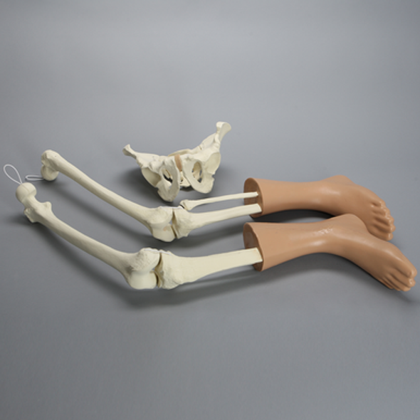 Hip and Leg Assembly with Soft Tissue on Feet
