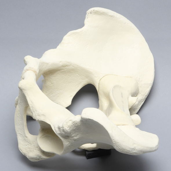 Pelvis, Full Male, Solid Foam