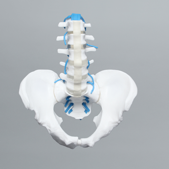 Lumbar Spine with Full Pelvis and Nerve Roots, Solid White Plastic