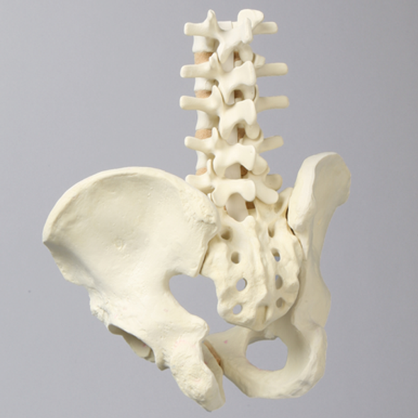 Lumbar Spine with Pelvis, Full Male, Foam Cortical