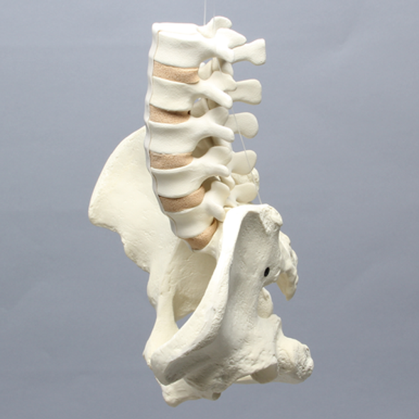 Lumbar Spine with Pelvis, Full Male, Solid Foam