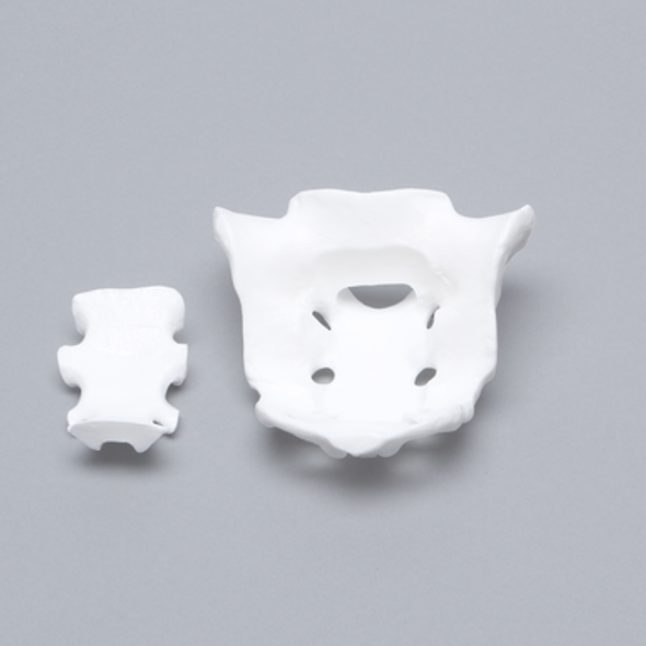 Sacrum, Two Piece Construction, Solid White Plastic