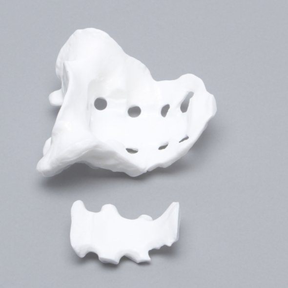 Sacrum, Two Piece Construction, Solid White Plastic