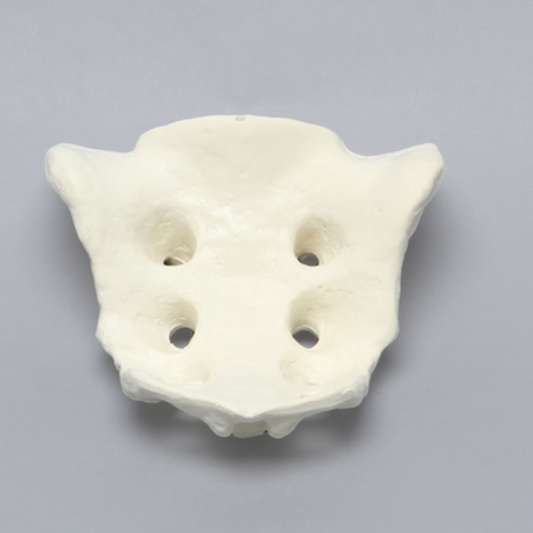 Sacrum, Male, Foam Cortical