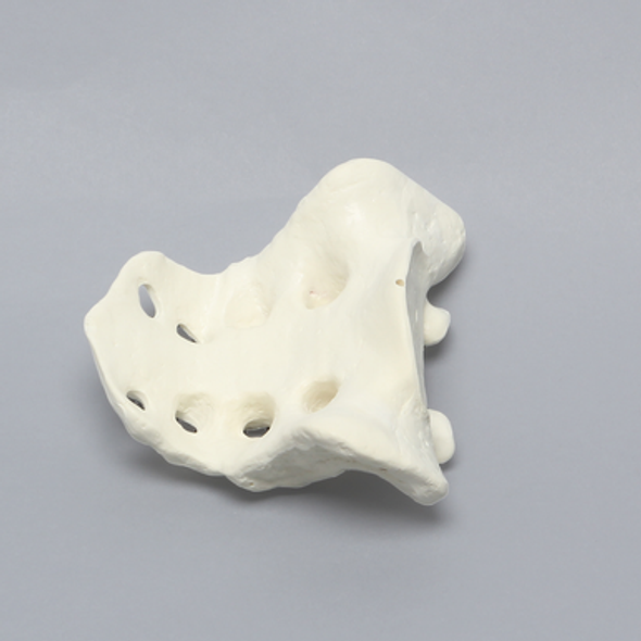 Sacrum, Male, Foam Cortical