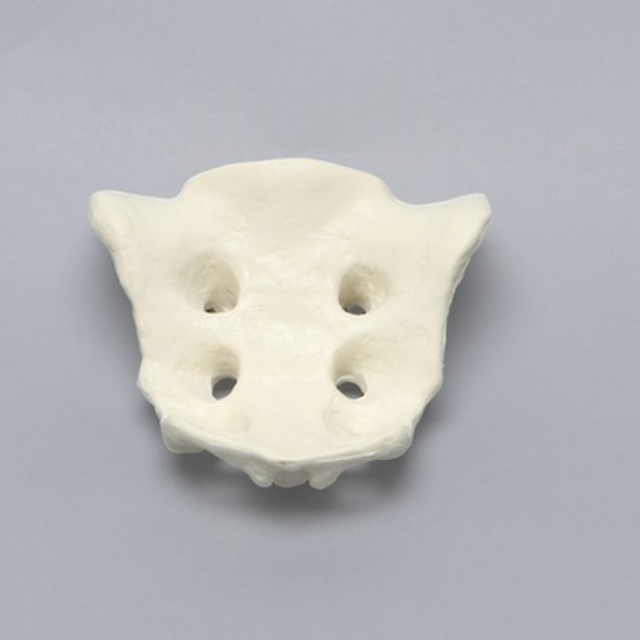 Sacrum, Male, Solid Foam