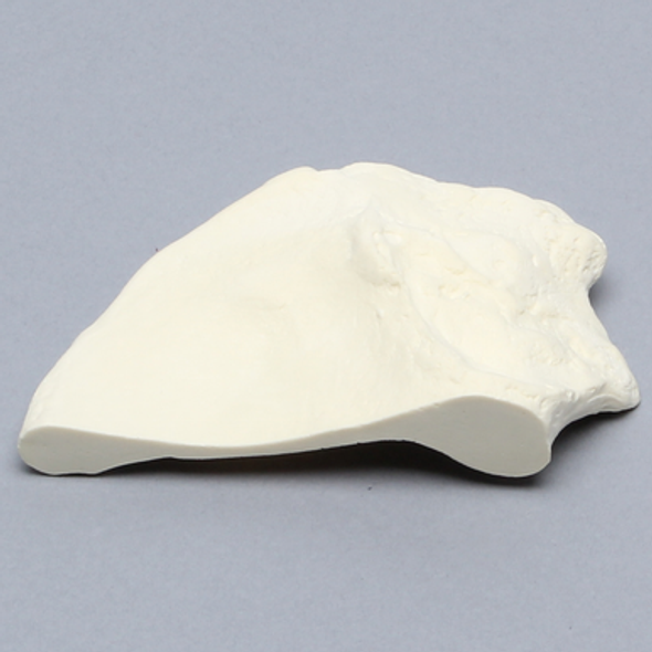 Iliac Crest, Male, Solid Foam, Right