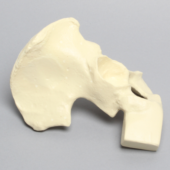 Hemi Pelvis with Vise Attachment on Ischium, Foam Cortical, Right