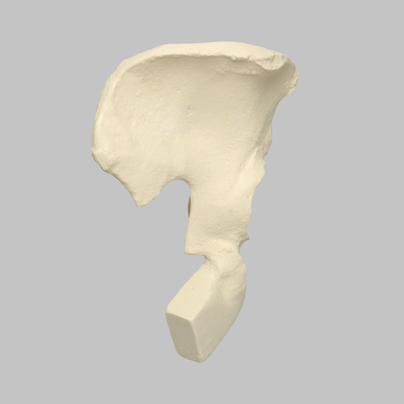 Hemi Pelvis with Vise Attachment on Ischium, Foam Cortical, Right