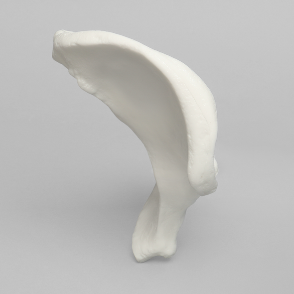 Hemi Pelvis, Male, Solid White Plastic