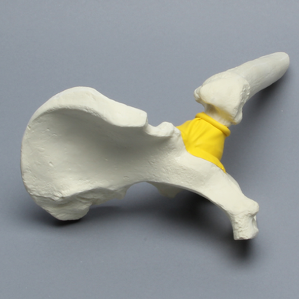 Hemi Pelvis with Encapsulated Femur, Foam Cortical, Left