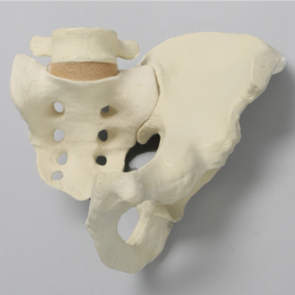 Hemi Pelvis and Sacrum, Solid Foam, Left