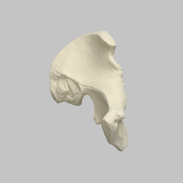 Hemi Pelvis, Male, Solid Foam, Left