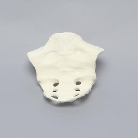 Sacrum, Female, Solid Foam