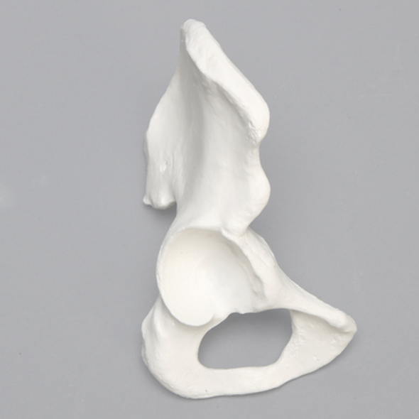 Hemi Pelvis, Female, Solid White Plastic, Right