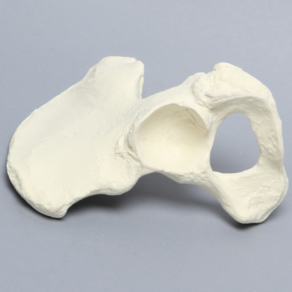 Hemi Pelvis, Female, Solid Foam, Left